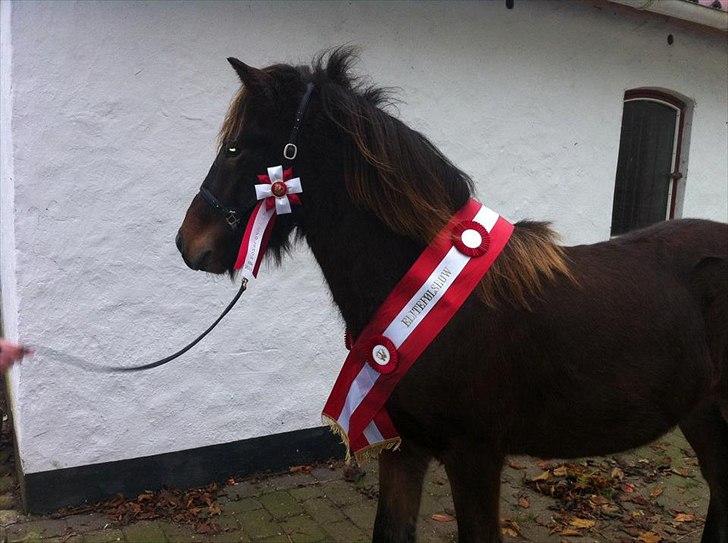 Islænder Magnús fra Töftum - Magnús til Elite Følshow billede 3