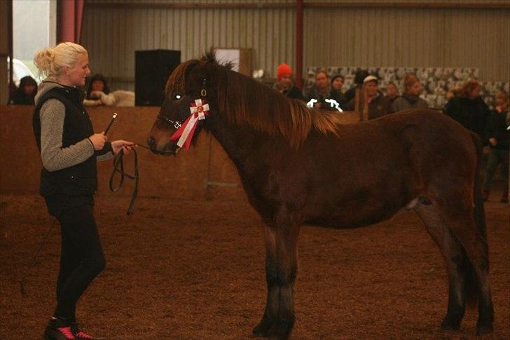 Islænder Magnús fra Töftum - Magnús til Elite Følshow billede 4
