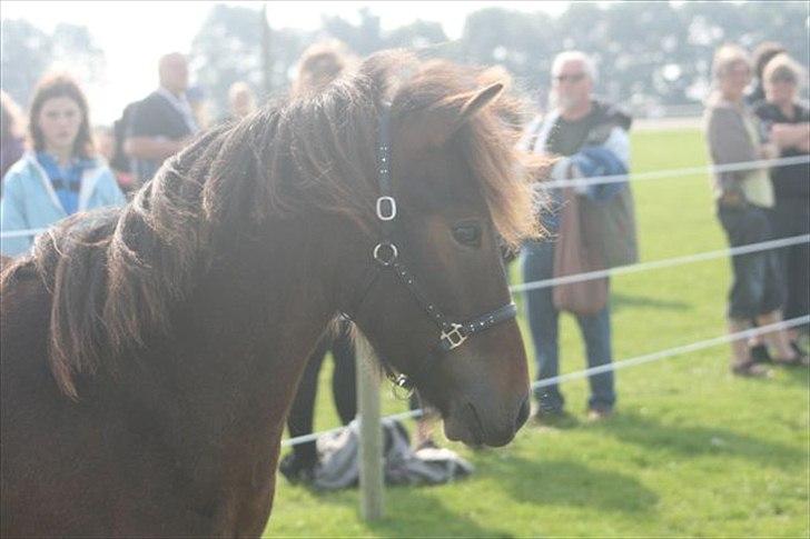 Islænder Magnús fra Töftum - Magnús til Store Hestedag.  billede 5