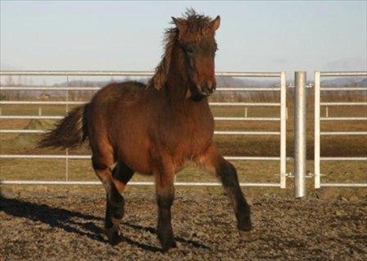 Islænder Magnús fra Töftum - Magnús på Island som føl. billede 6