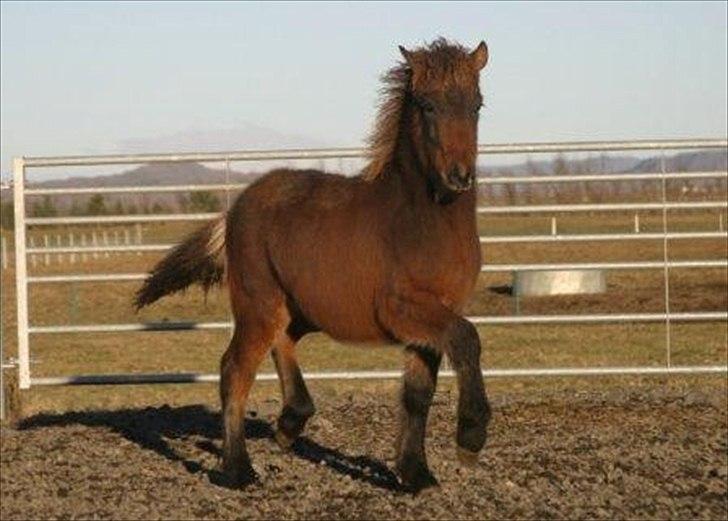 Islænder Magnús fra Töftum - Magnús på Island som føl billede 7