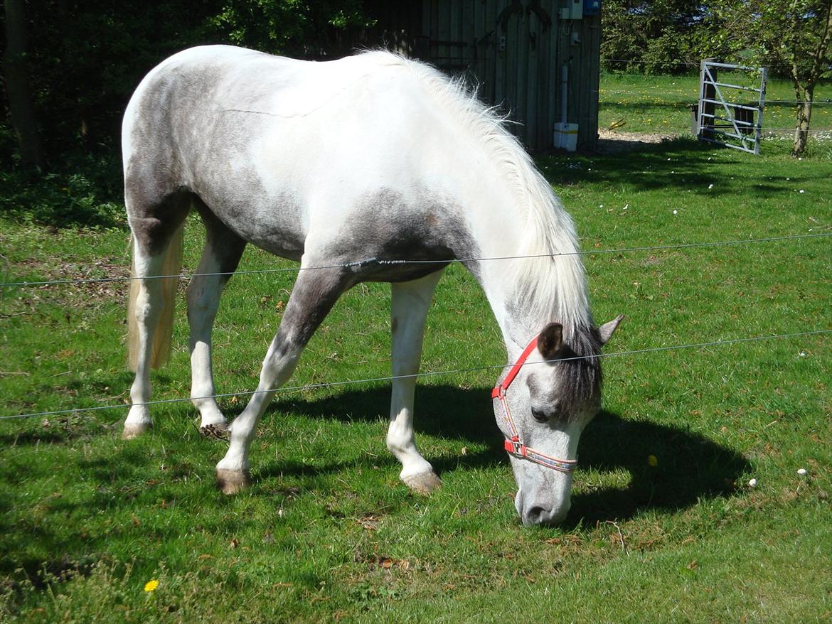Anden særlig race Ellegårdens Bjarne a.k.a Casmir - Velkommen Til EngHaven´s Casmir´s Profil :D billede 15
