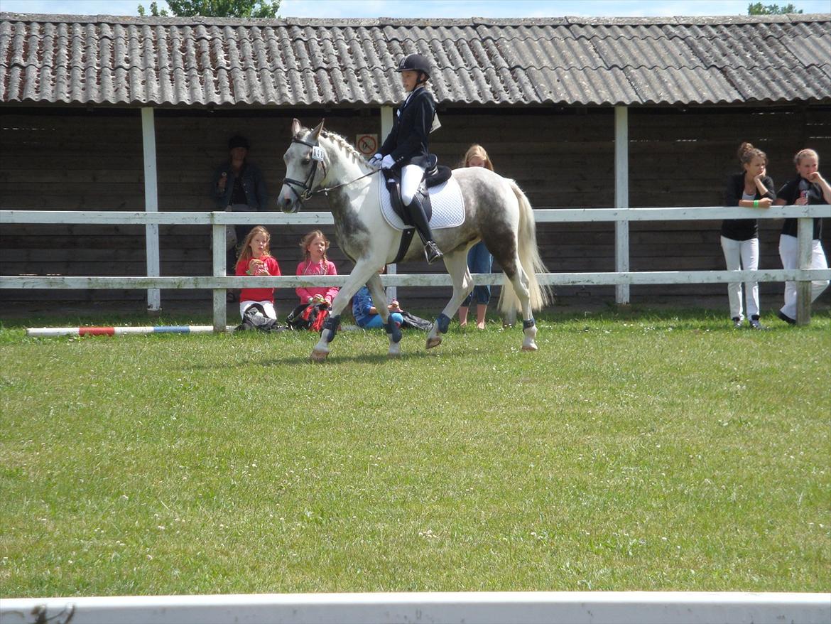 Anden særlig race Ellegårdens Bjarne a.k.a Casmir - Dressur Til Dyrskuet :) billede 18