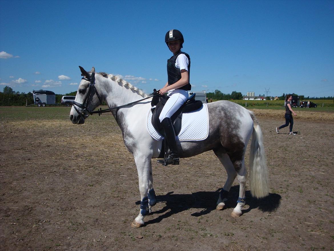 Anden særlig race Ellegårdens Bjarne a.k.a Casmir - Første Dressur Stævne :D billede 17