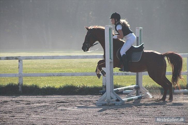 Anden særlig race Hur's Blundy *my soulmate* R.I.P - Taget af Sofie. billede 8