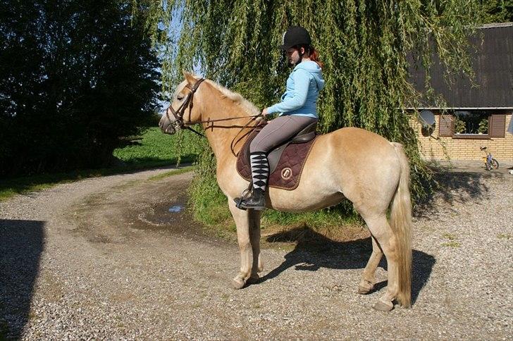 Haflinger Alida - På vej til ringridning :-D billede 5