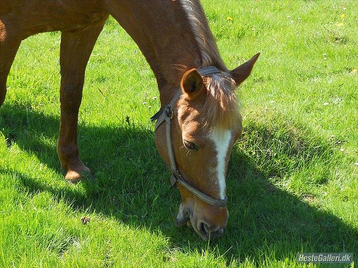 Anden særlig race Hur's Blundy *my soulmate* R.I.P - Gumle gumle det græs smager godt billede 2