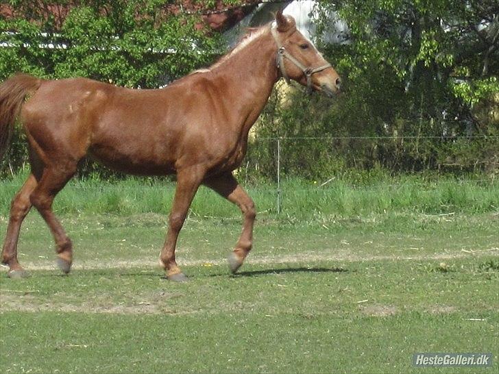 Anden særlig race Hur's Blundy *my soulmate* R.I.P - Blundy så elegant billede 3