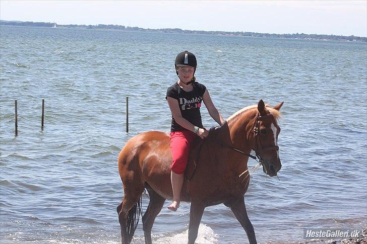 Anden særlig race Hur's Blundy *my soulmate* R.I.P - på vej op af vandet billede 4