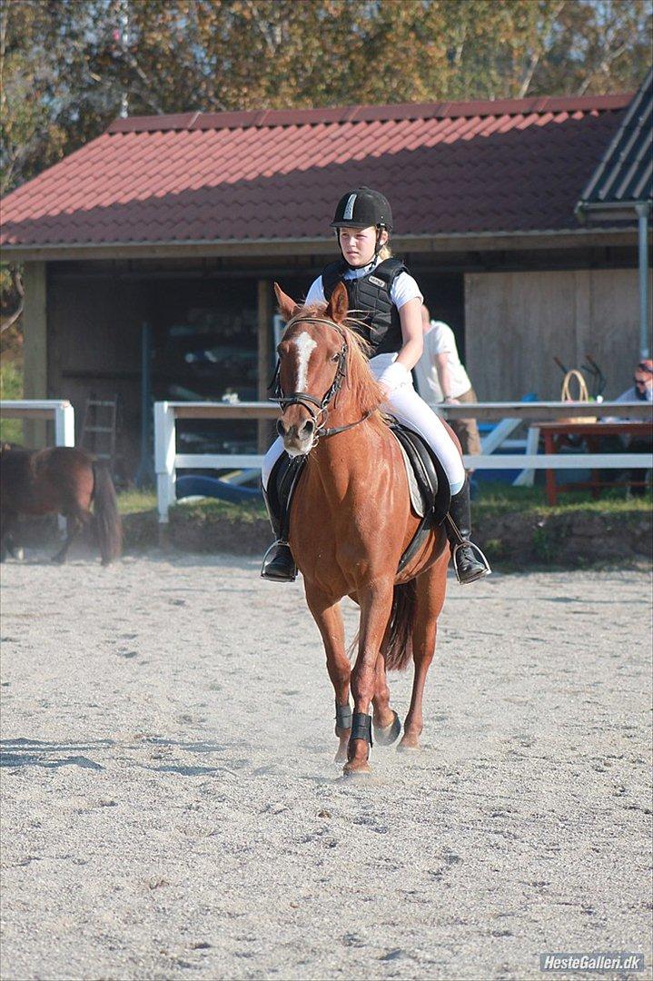 Anden særlig race Hur's Blundy *my soulmate* R.I.P - Taget af Sofie billede 7