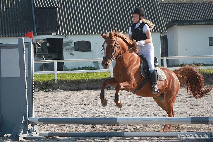 Anden særlig race Hur's Blundy *my soulmate* R.I.P - Taget af Sofie billede 9