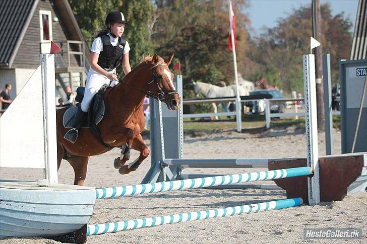 Anden særlig race Hur's Blundy *my soulmate* R.I.P - Taget af Sofie billede 10