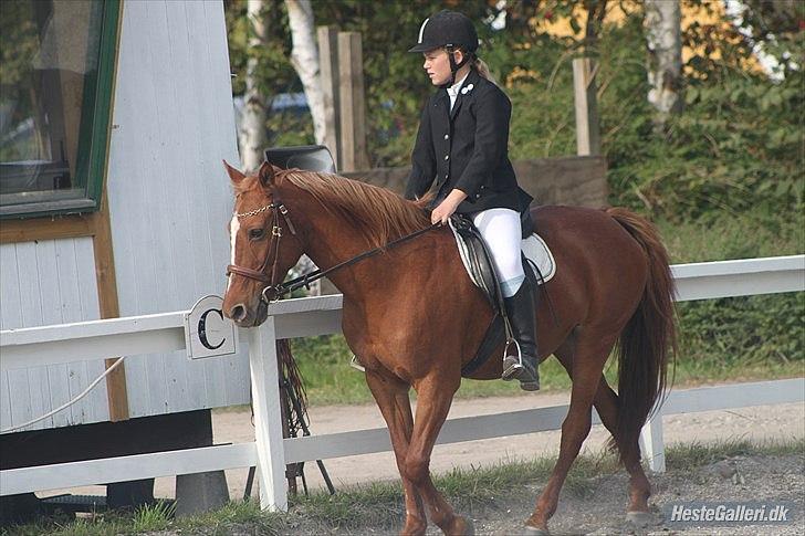 Anden særlig race Hur's Blundy *my soulmate* R.I.P - Tror nok det er Sofie der har taget det billede 13