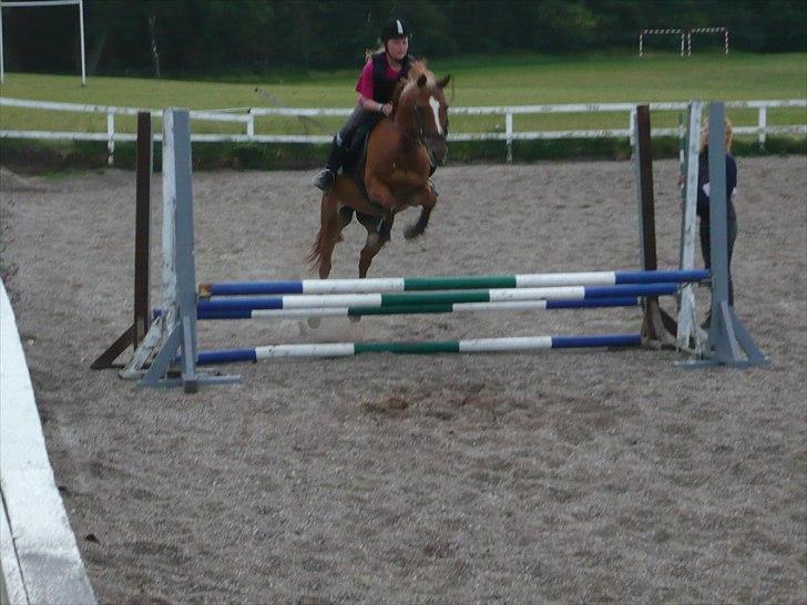 Anden særlig race Hur's Blundy *my soulmate* R.I.P - springer trippelbar billede 16