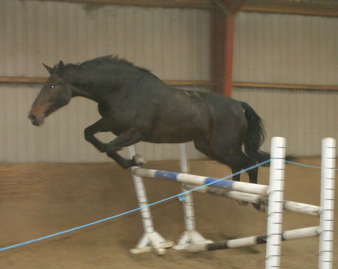 Anden særlig race Teddy - Løshop oktober 2011 billede 8