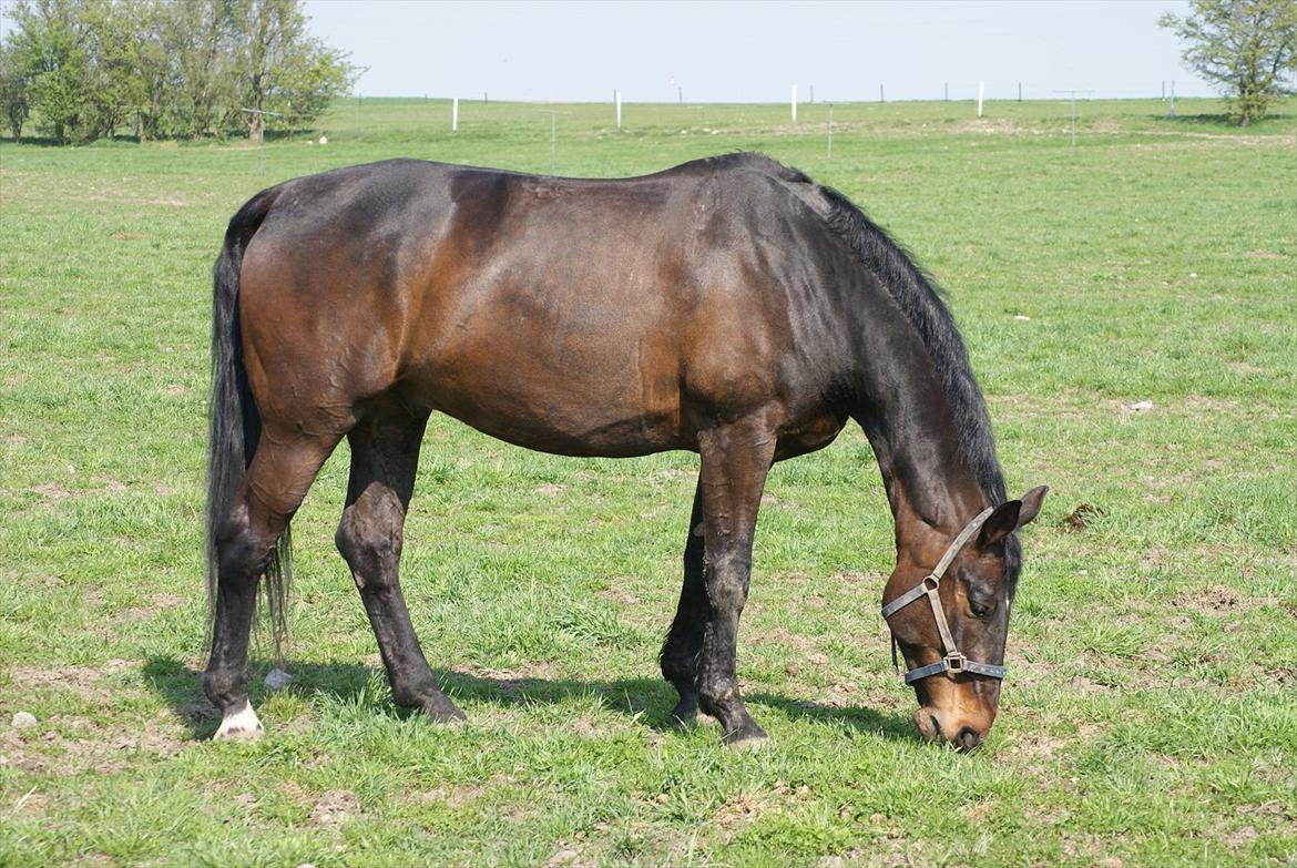 Anden særlig race Teddy - På folden august 2011 billede 9