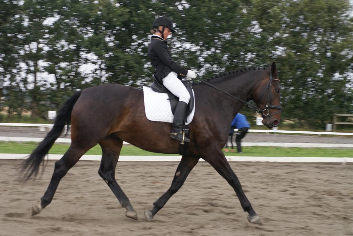 Anden særlig race Teddy - Ejeren Liza og Teddy til stævne billede 10