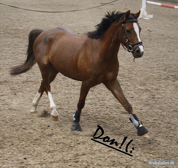 Welsh Pony af Cob-type (sec C) DON JUNIOR billede 9