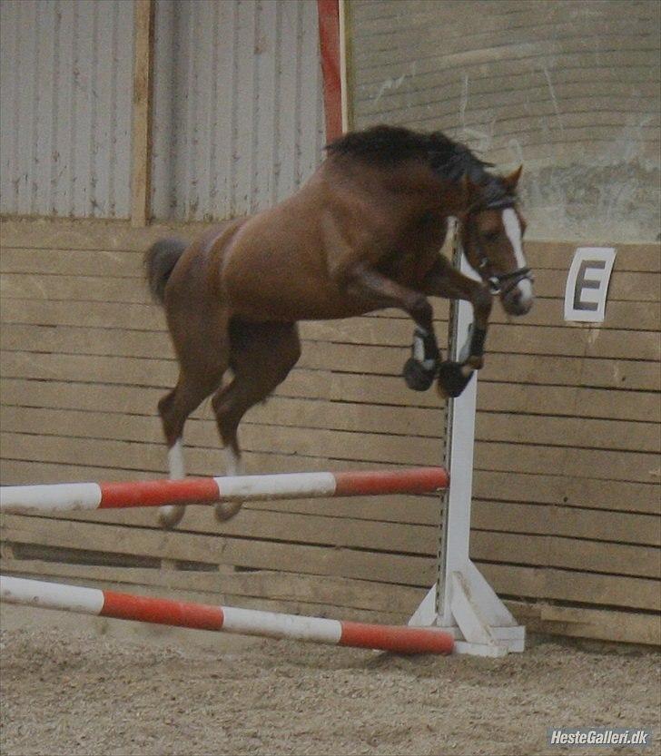 Welsh Pony af Cob-type (sec C) DON JUNIOR - Seje Junior!!<3 billede 10
