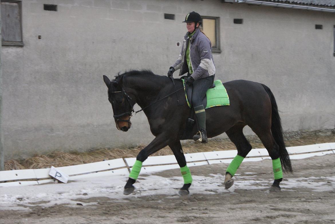 Anden særlig race Teddy - træning februar 2011 billede 12