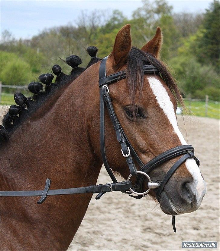 Welsh Pony af Cob-type (sec C) DON JUNIOR - Smukke Junior! billede 5