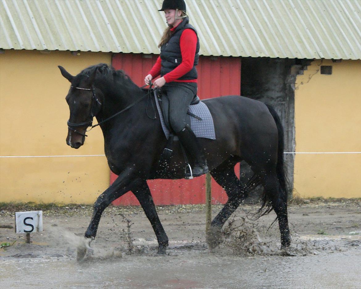 Anden særlig race Teddy - sep træning 2011 billede 13