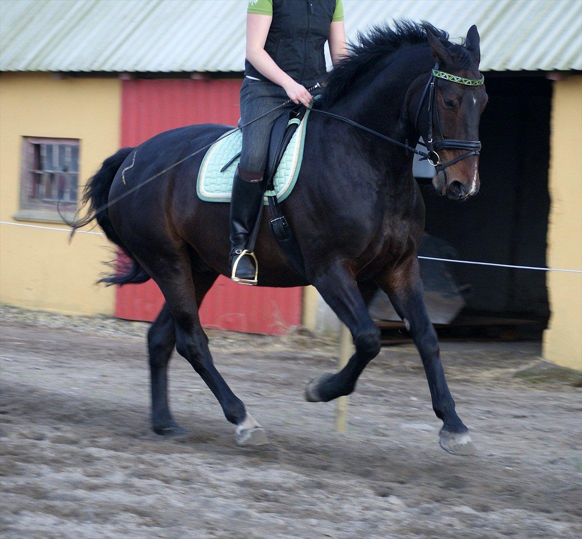 Anden særlig race Teddy - september 2011 billede 14