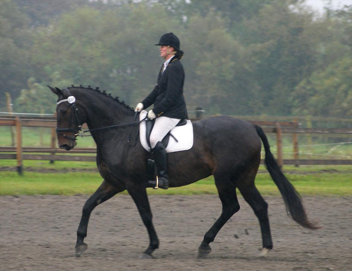 Anden særlig race Teddy - stævne på Lykkeshøj billede 15