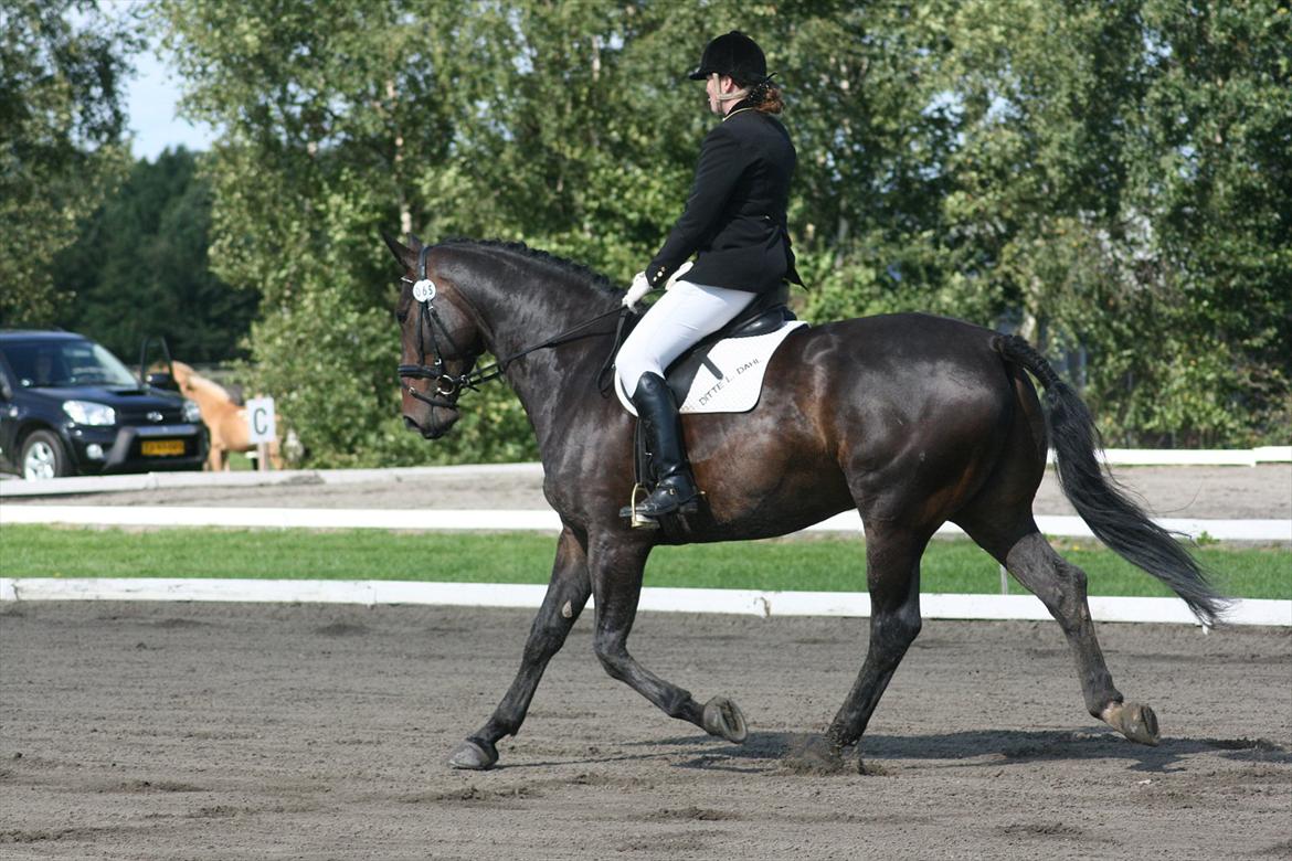 Anden særlig race Teddy - Stævne i Harridslev, august 2011 billede 16