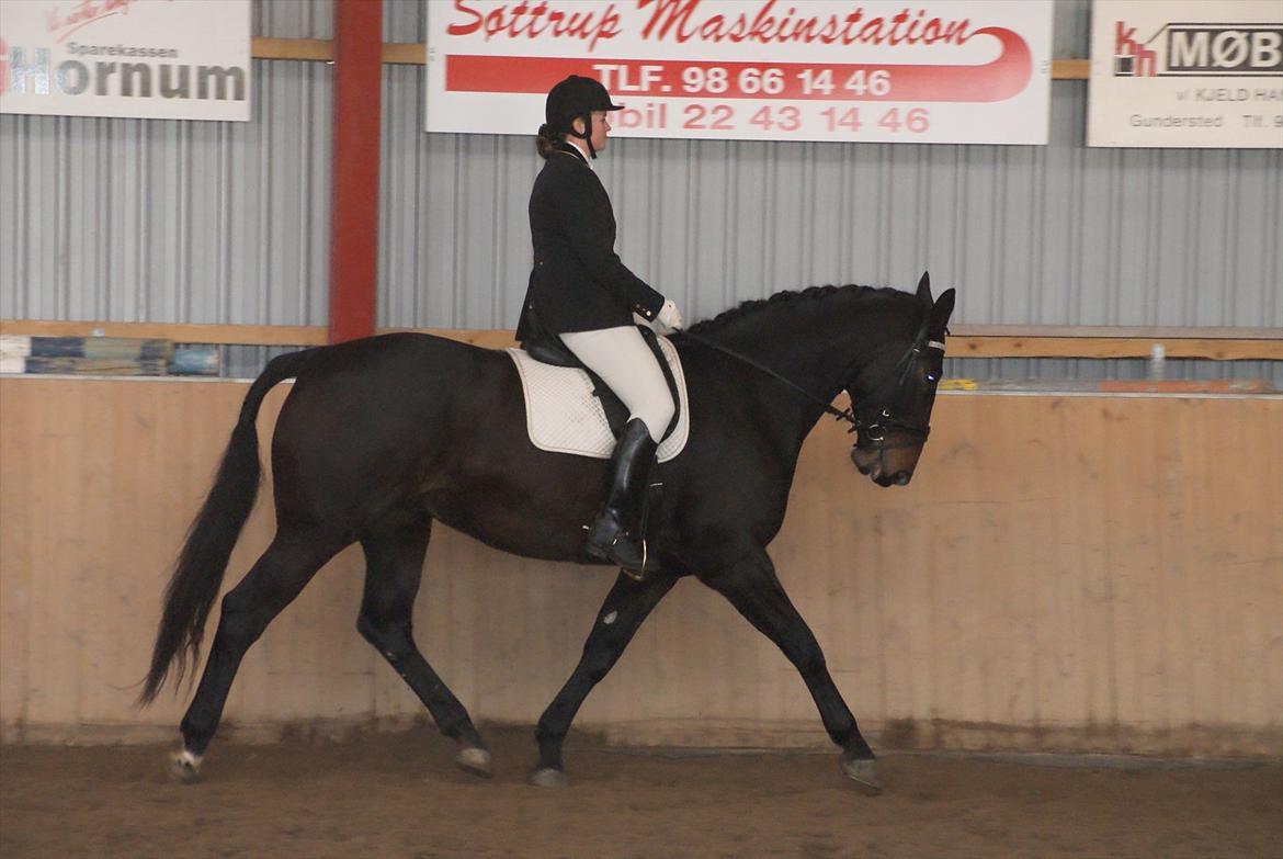 Anden særlig race Teddy - stævne i Ulstrup 2011 LA1 og LA2 billede 17