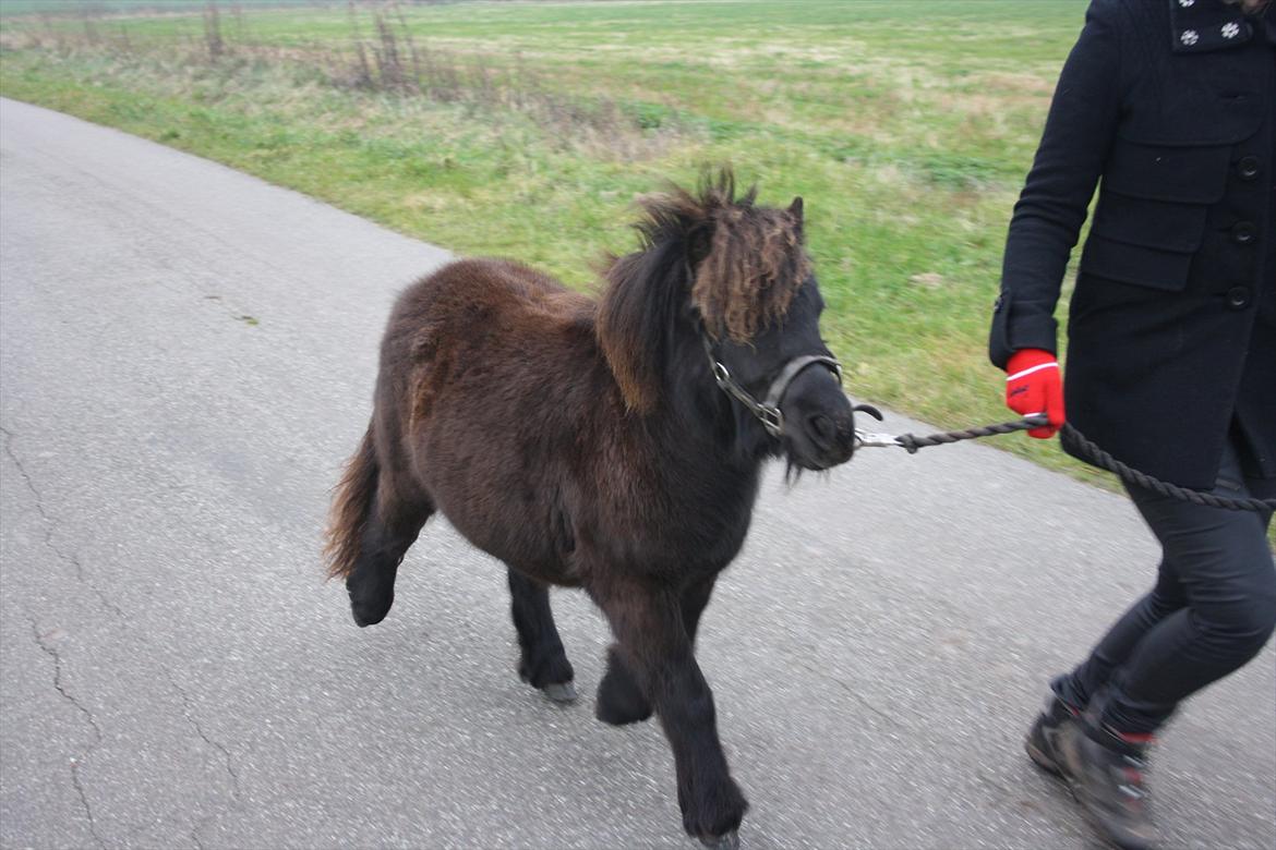Shetlænder Ejstrups Mirakel billede 9
