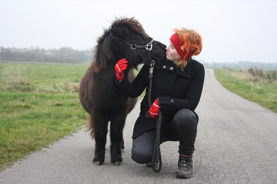 Shetlænder Ejstrups Mirakel billede 1