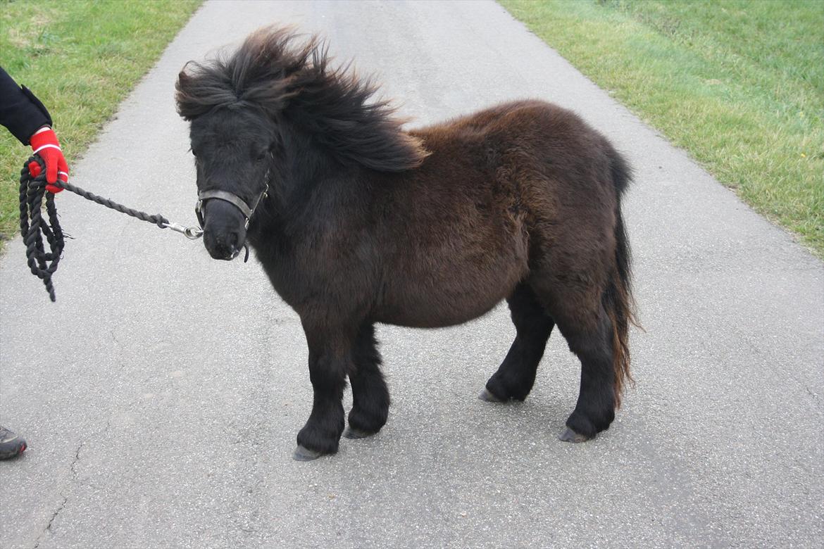 Shetlænder Ejstrups Mirakel - Så fin:
d. 09-11-2011 billede 11