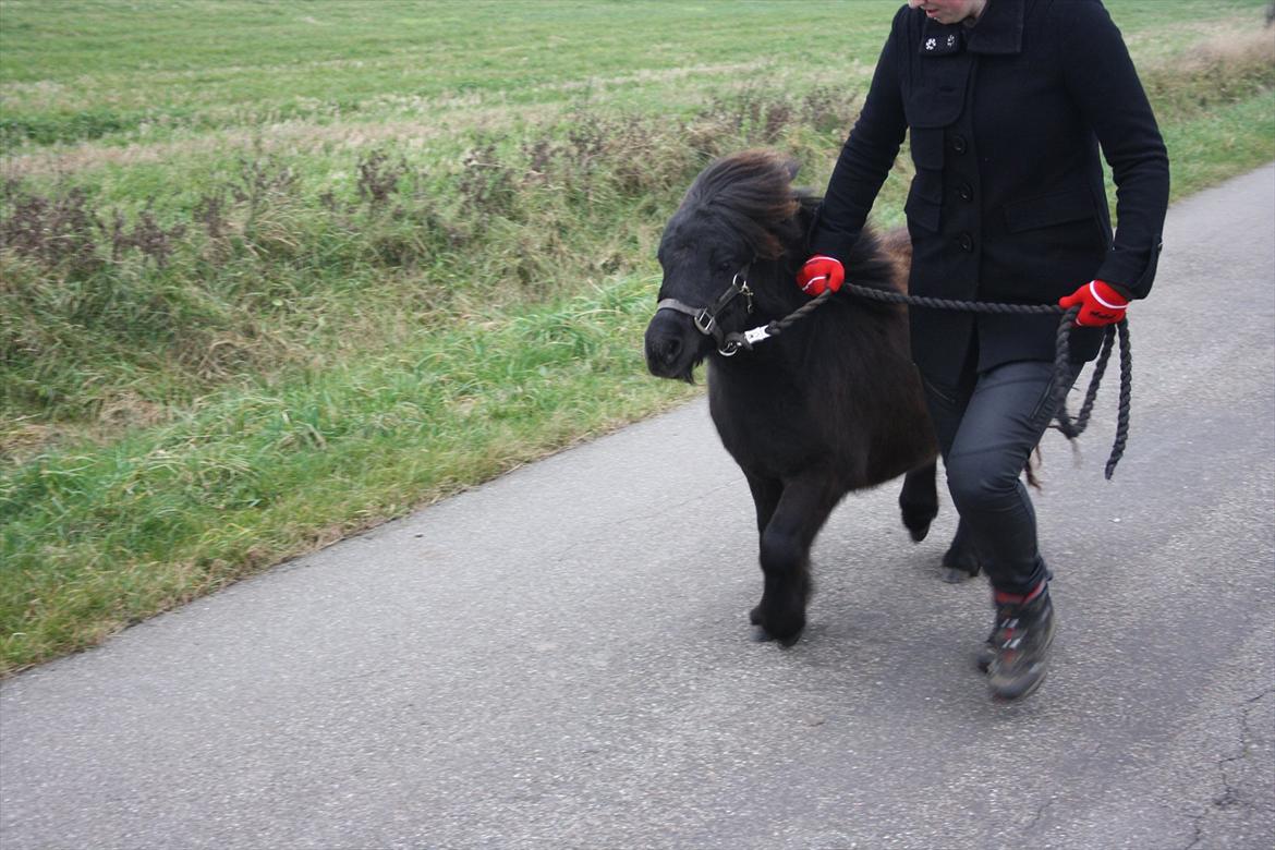 Shetlænder Ejstrups Mirakel billede 12