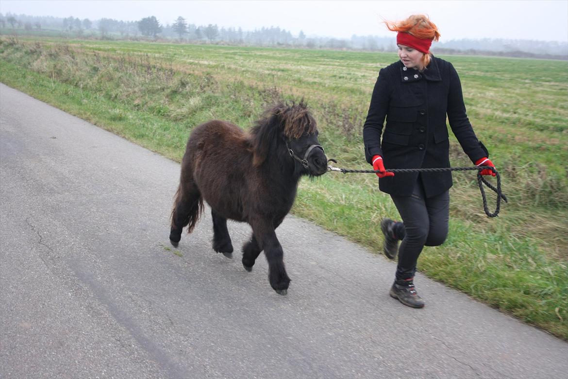 Shetlænder Ejstrups Mirakel - Løb!!
d- 9-11-2011 billede 13