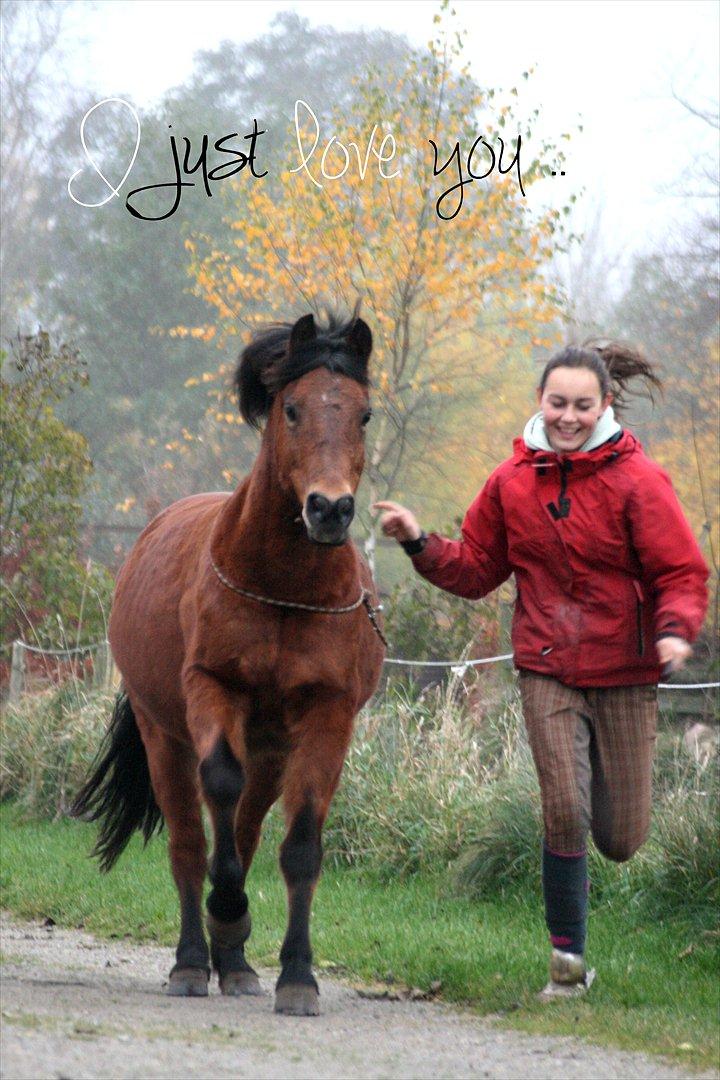 New Forest -Lilholdst Paloma [TheDreamHorse] - Mig og Paloma i fuld galop d-:<3

Caroline Christinsen. billede 7