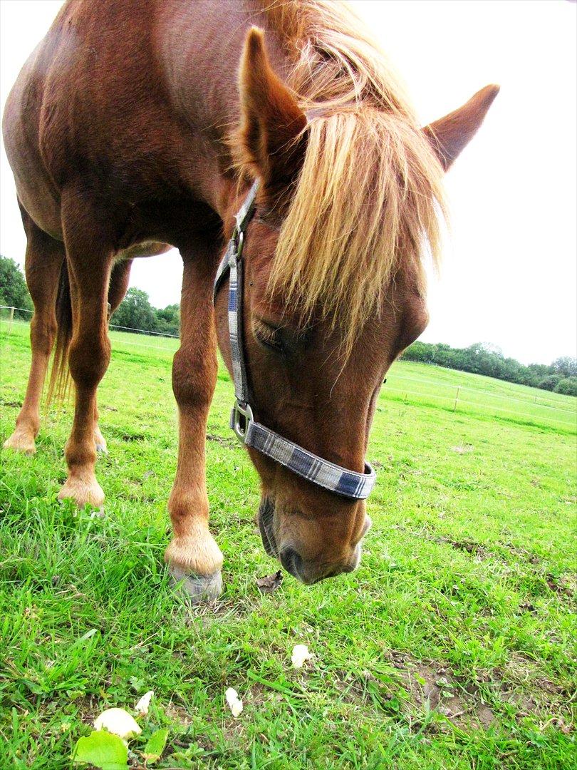 Islænder Silja fra Bogens  - så smuk <3 billede 7
