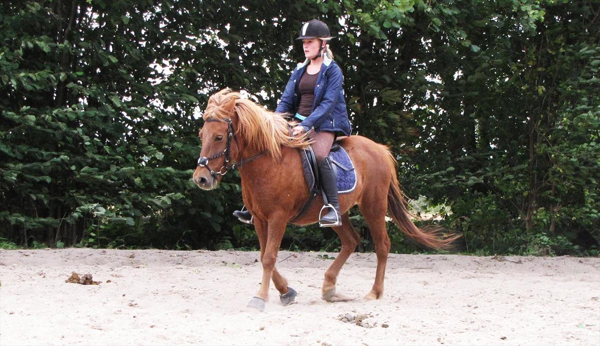 Islænder Silja fra Bogens  - Dressur træning 2010 <3 billede 8