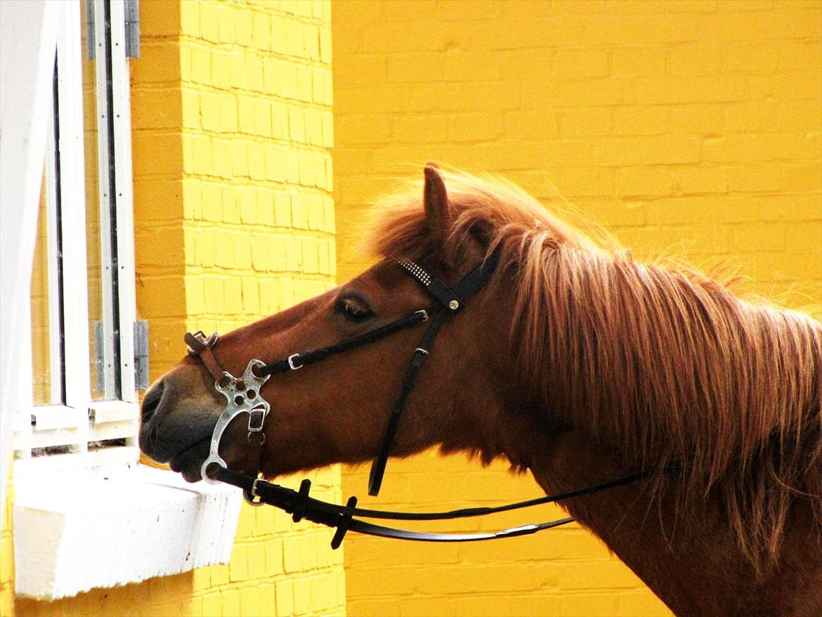 Islænder Silja fra Bogens  - Velkommen til Silja's profil

Vindus kiggeren <3 billede 2