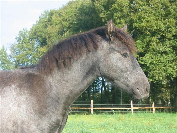 Mangalarga Marchador Libertina vom Cassenhof billede 1