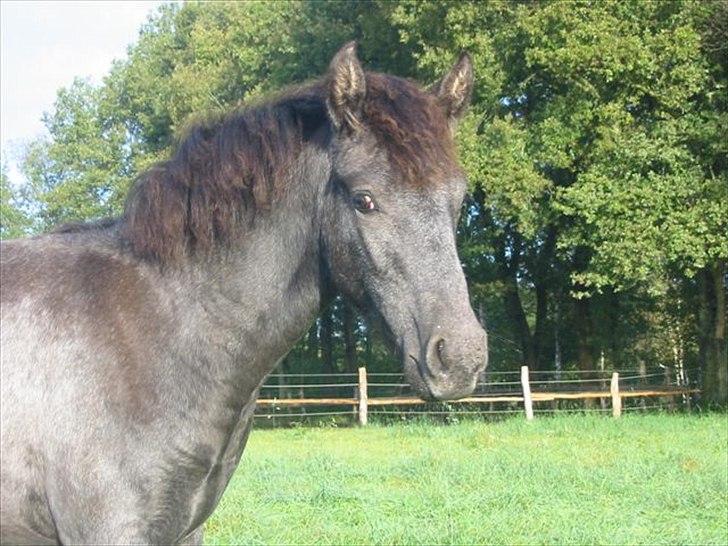 Mangalarga Marchador Libertina vom Cassenhof billede 4