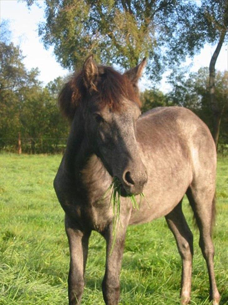 Mangalarga Marchador Libertina vom Cassenhof billede 7