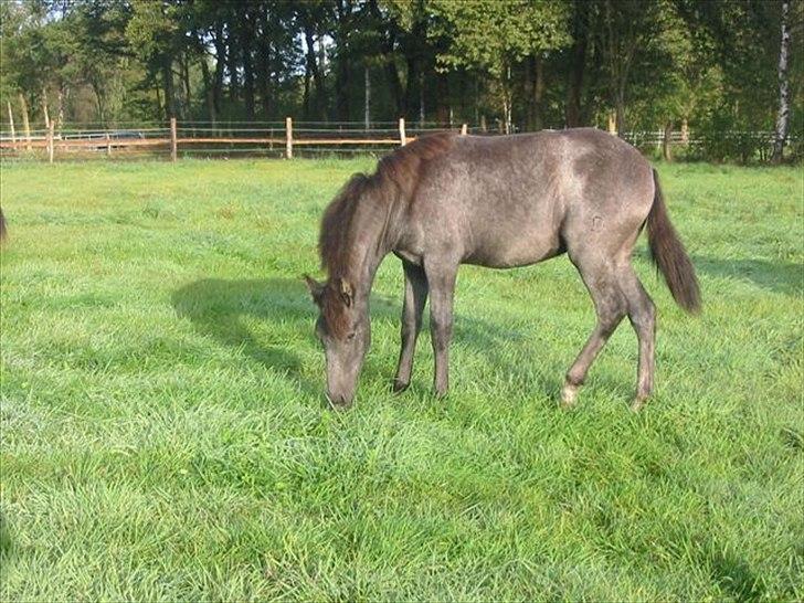 Mangalarga Marchador Libertina vom Cassenhof billede 8