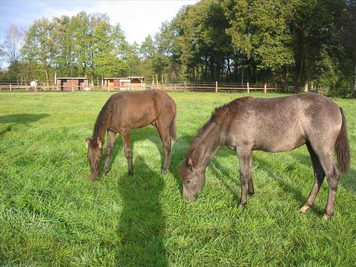 Mangalarga Marchador Libertina vom Cassenhof billede 9