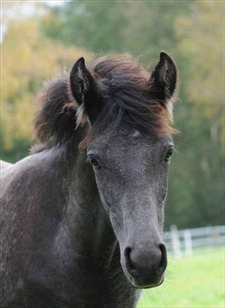 Mangalarga Marchador Libertina vom Cassenhof billede 2