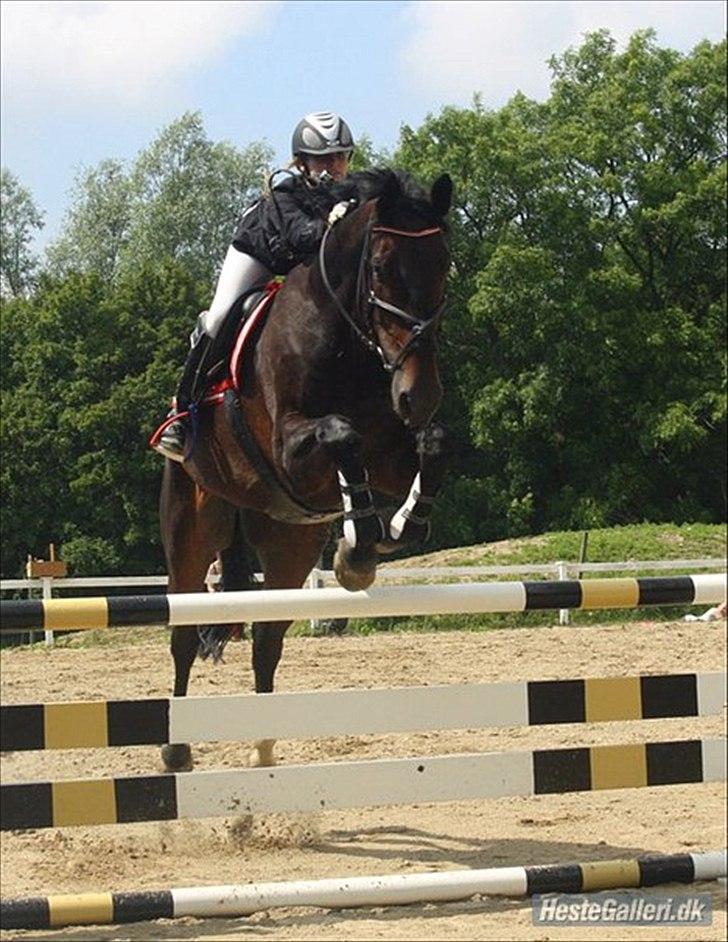 Selle Francais Aiglon rouge *Fars* leveret tilbage:( - velkommen til Aiglon`profil

foto tidligere ejer 2010 billede 1