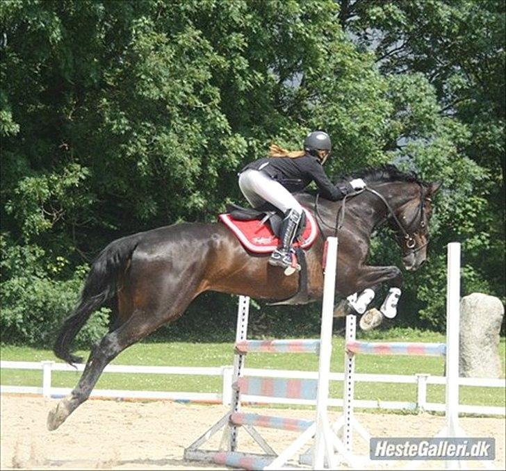 Selle Francais Aiglon rouge *Fars* leveret tilbage:( - dejlige Aiglon

foto tidligere ejer 2010 billede 2