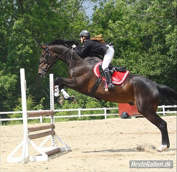 Selle Francais Aiglon rouge *Fars* leveret tilbage:( - foto tidligere ejer 2010 billede 7