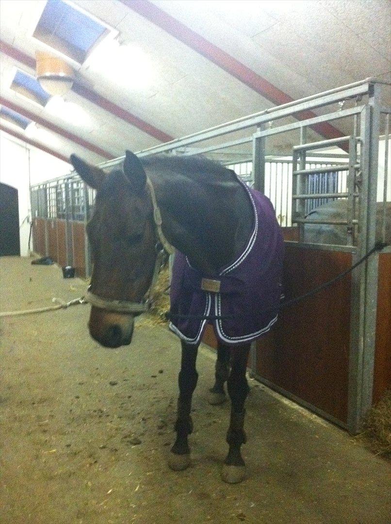 Dansk Varmblod Lacotte billede 11