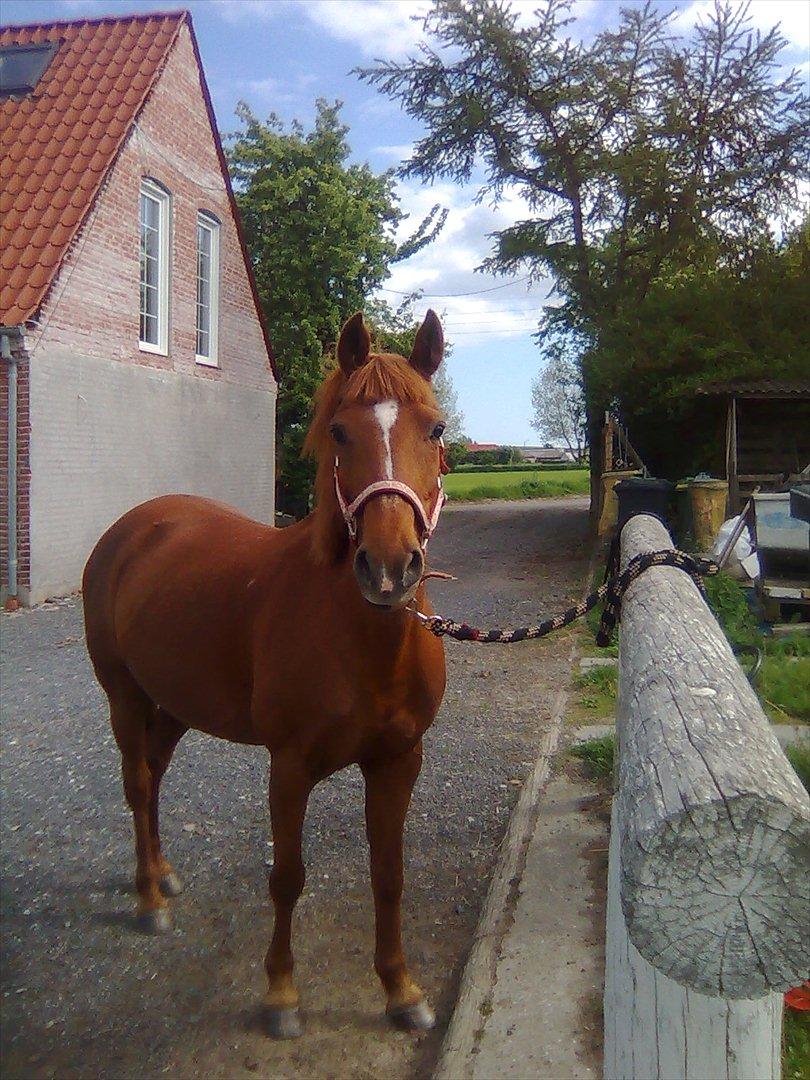 Hollandsk Sportspony Sandy  billede 13